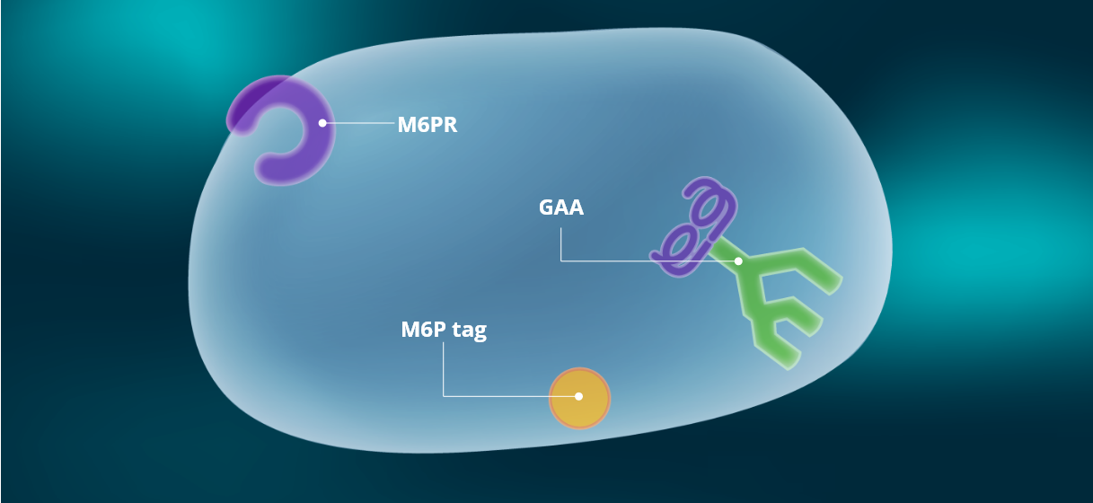 Dissociation of M6PR and GAA enzyme