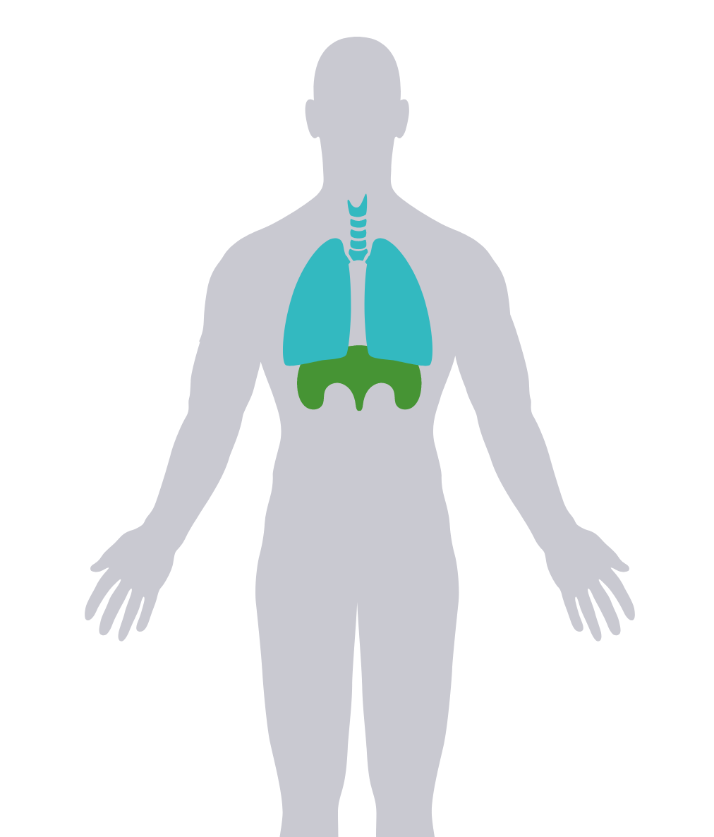 Human Respiratory Muscle Systems Diagram