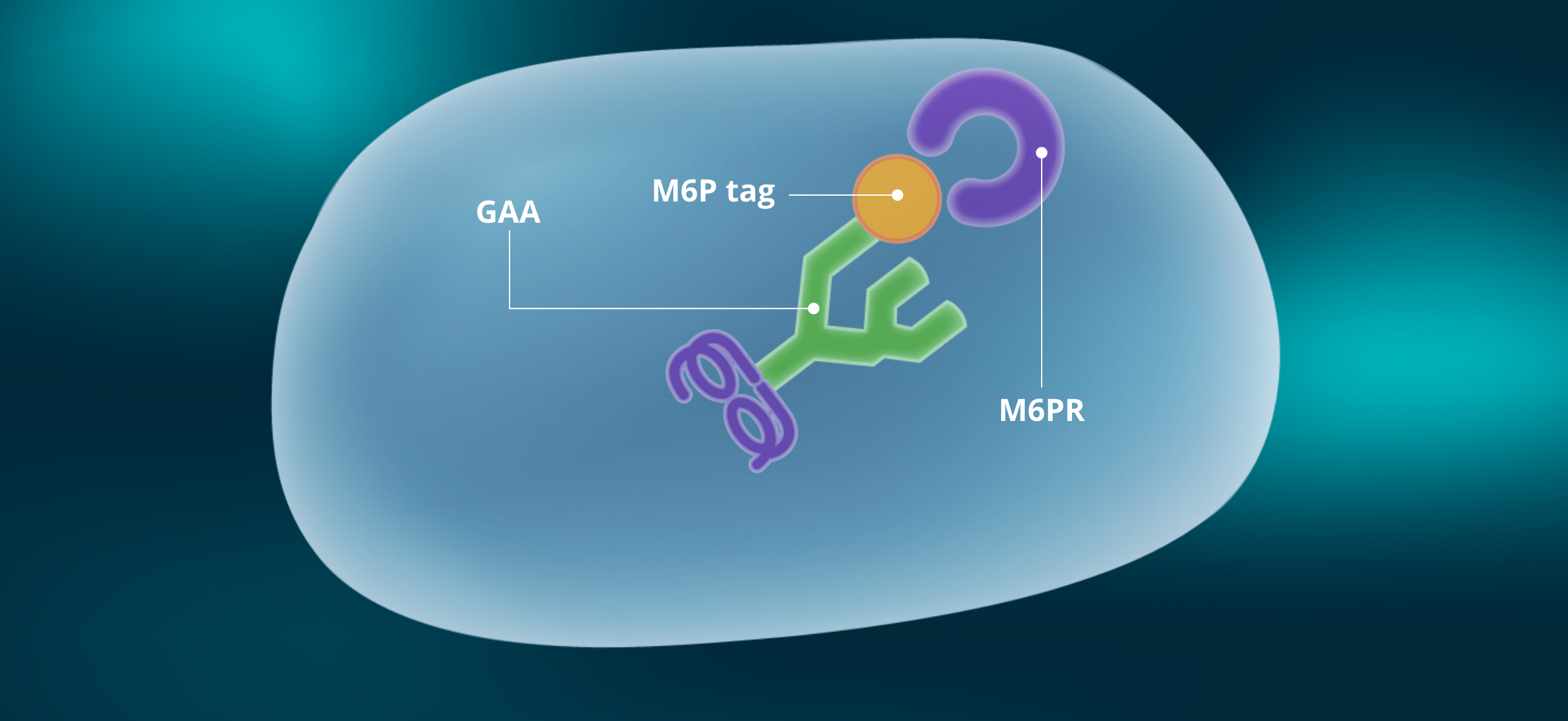 GAA Enzyme with M6P tag binding to M6P receptor (M6PR)