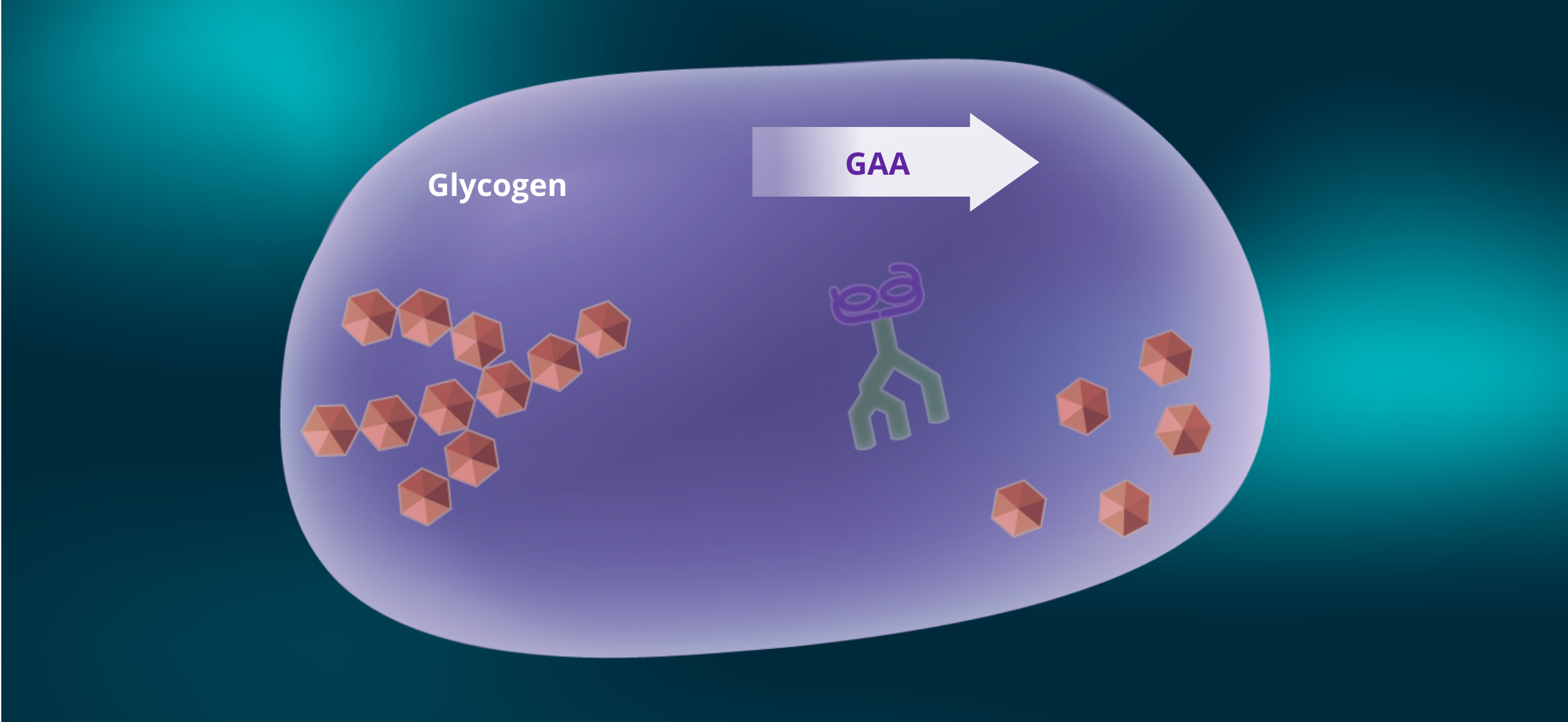 GAA enzyme breaks down glycogen into glucose in lysosomes