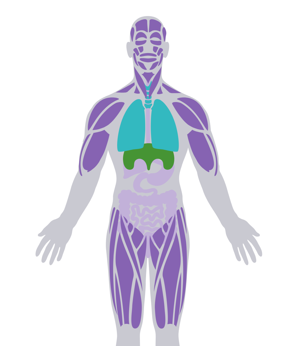 Combined Human Skeletal & Respiratory Muscle Systems Diagram