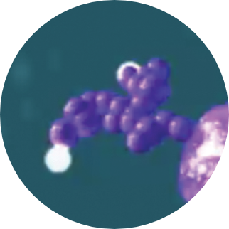 MP6 molecule