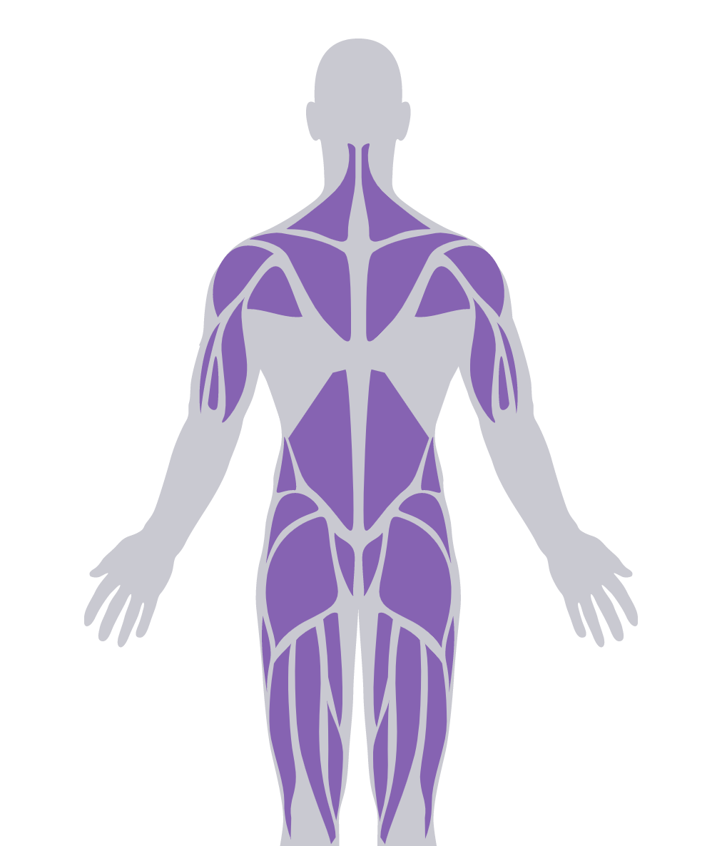 Human Skeletal Muscle Systems Diagram